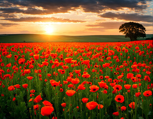 Sunset Blaze: A Poppy Field Aglow