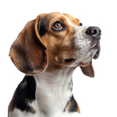 Dog's head isolated on a transparent background