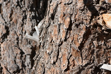 Natural Tree Branch and Trunk Texture Close Up