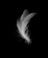 white feather isolated on black background