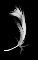 white feather isolated on black background