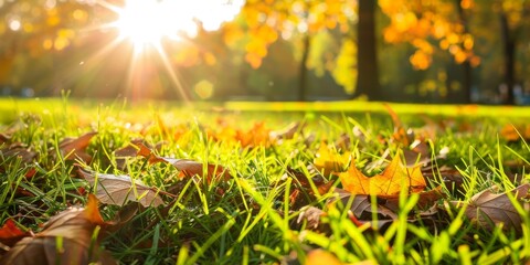 Close-up of grass and tree leaves in a sunlit park