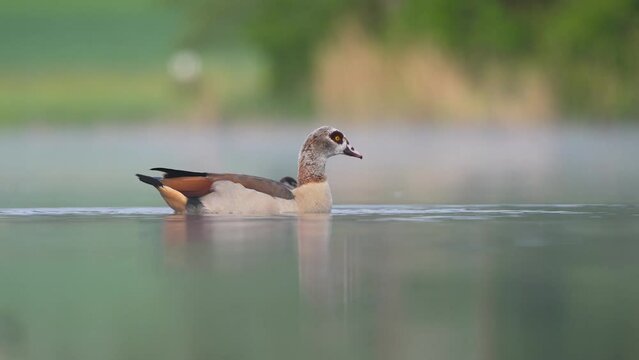 Nilgans auf dem See