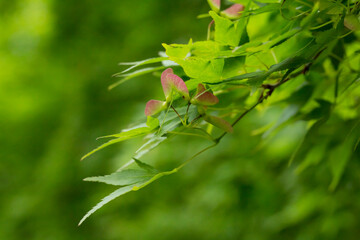 新緑のモミジと赤い種 紅葉