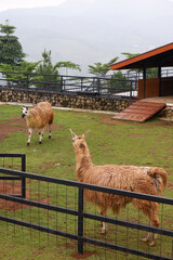 a group of llamas on the farm in Puncak, Indonesia. Llama (Lama glama) is a domesticated South...