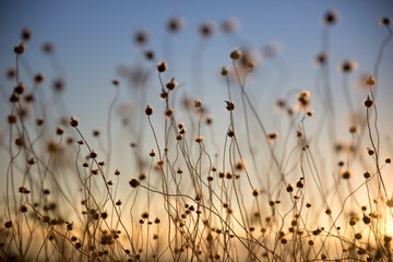 field of dry grasses with seed pods against sky only 