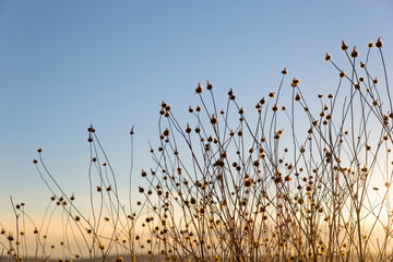 Obraz premium field of dry grasses with seed pods