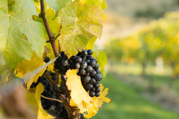 vineyard, New Zealand