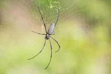 large australian spider