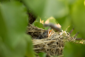 nest with baby birds, Australia 