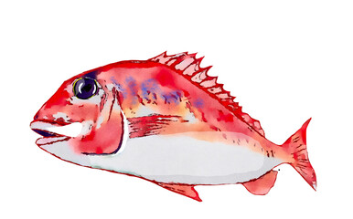 手描き鯛