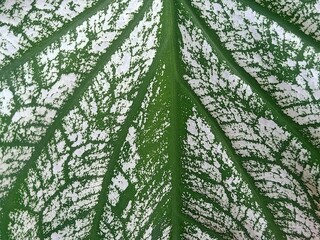 Fototapeta premium Caladium bicolor