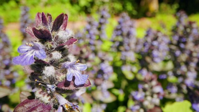 Honeybee collecting nectar from an Ajuga forestii flower. Wide macro shot.