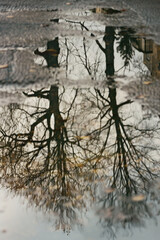 Distorted reflections of trees in a rainwater puddle, with their fragmented forms and rippling surfaces 