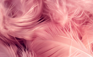 Small fluffy pink feathers