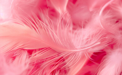 Obraz premium Small fluffy pink feathers