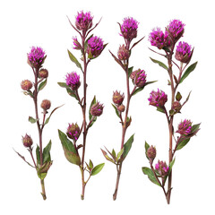 Vibrant Ironweed Tessen in Nature's Garden - Purple Botanical Flower Closeup on Transparent Background - Beautiful Flora for Creative Graphic Design & Commercial Use