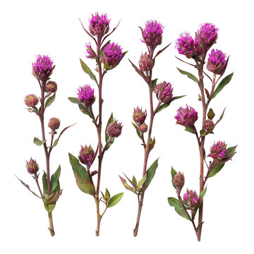 Vibrant Ironweed Tessen in Nature's Garden - Purple Botanical Flower Closeup on Transparent Background - Beautiful Flora for Creative Graphic Design & Commercial Use