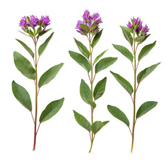 Vibrant Ironweed Tessen in Nature's Garden - Purple Botanical Flower Closeup on Transparent Background - Beautiful Flora for Creative Graphic Design & Commercial Use