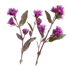 Vibrant Ironweed Tessen in Nature's Garden - Purple Botanical Flower Closeup on Transparent Background - Beautiful Flora for Creative Graphic Design & Commercial Use