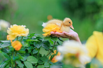 chicken in the grass. Capturing the essence of nature's harmony, this photo features a delightful yellow duckling being gently held, with a backdrop of lush greens and sunny yellow roses