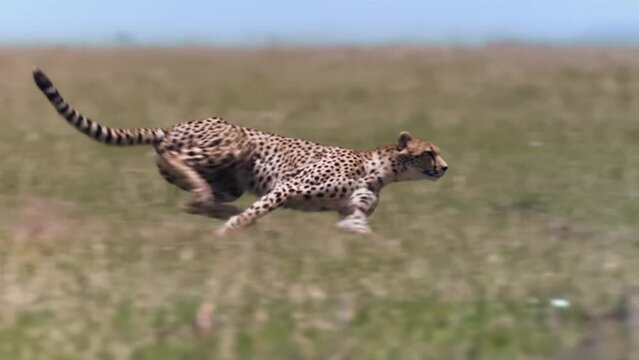 Wild Cheetah Running Slow Motion Side View