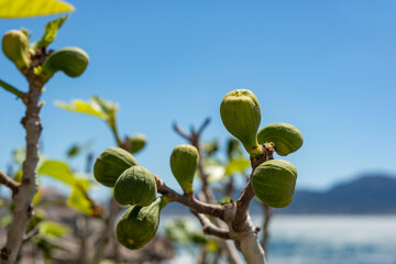 Figuiers en bord de mer
