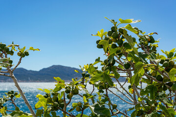 Figuiers en bord de mer