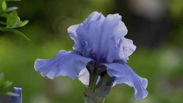 Tokyo, Japan - May 5, 2024: Closeup of Iris sanguinea or ayame or Siberian iris 
