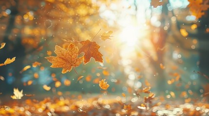 Sun filters through vibrant tree leaves, foreground filled with falling foliage