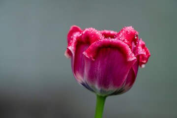 Tulip with water drops after April rain and the drops stay at the hydrophobic surface