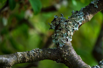 Tree root with moss and green bokeh background during Spring season