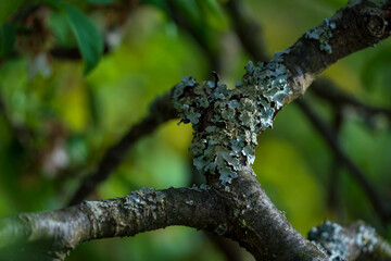 Tree root with moss and green bokeh background during Spring season