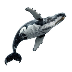 Whale isolated on a transparent background
