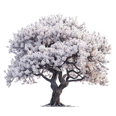 Fototapeta premium Cherry blossom tree isolated on a transparent background