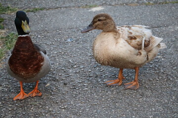 duck couple