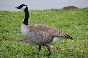 goose