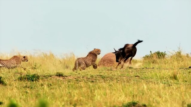 Epic View of Cheetah Attacking Wildebeest