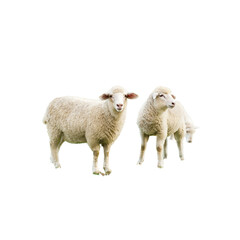 Sheeps isolated on a white background