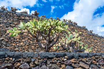 Close-up view from a large cactus plant in the cactus garden Jardin de Cactus of Lanzarote