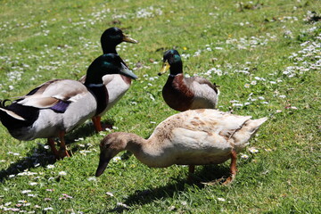 Happy duck family in the meadow