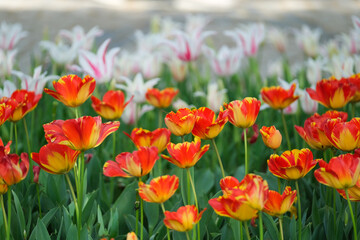 tulips in spring
