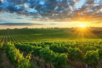 Fototapeta premium Gorgeous scenic view of a lush vineyard field during a romantic sunset in summer evening
