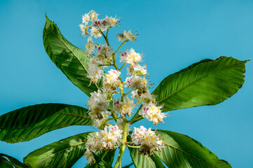 Blooming chestnut tree flowers on a blue background