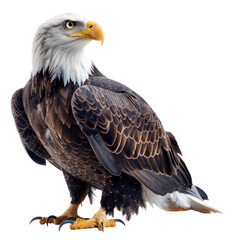 Mighty Eagle isolated on a transparent background