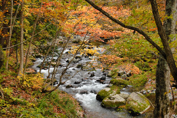 紅葉に染まる渓谷　みなかみ町照葉峡