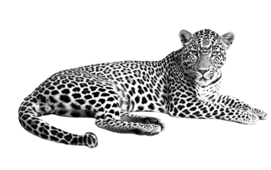 Black and White Leopard isolated on white or transparent background