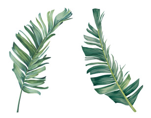 Tropical palm leaf on a white background. Watercolor botanical illustration, summer clipart