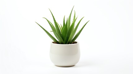 High-resolution image of a small Aloe Vera plant in a simple pot, its vibrant green leaves radiating outwards, set against a stark white background to highlight its medicinal and c