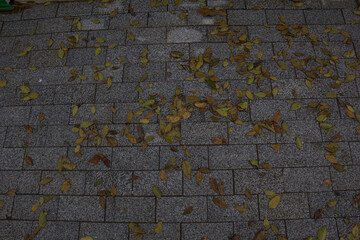 Paving slabs strewn with fallen leaves.